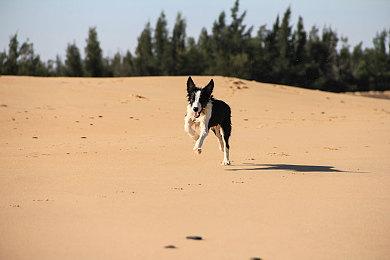 CDPR：将来会致力于开发更多的《赛博朋克》